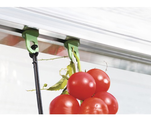 Paradajky na držiaku skleníka s klipom a šnúrkou