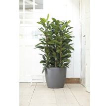 Figovník v kvetináči pre vnútorné použitie