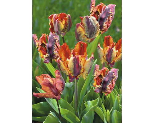 Viacfarebné tulipány v záhone