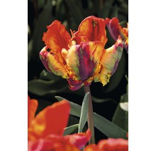 Detailný záber plamenného papagájového tulipánu