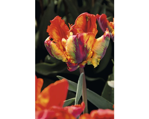 Detailný záber plamenného papagájového tulipánu