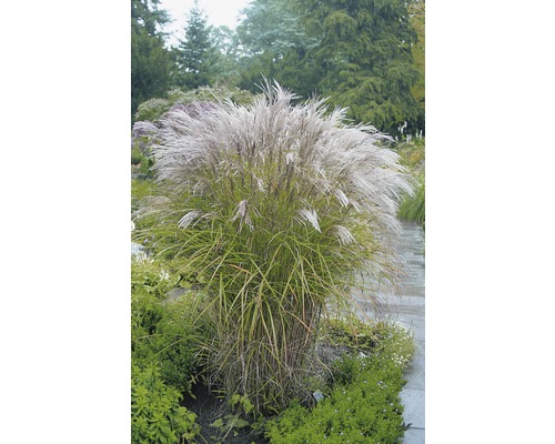 Ozdobnica čínska FloraSelf Miscanthus sinensis 'Kleine Silberspinne' 10-100 cm kvetináč 3 l