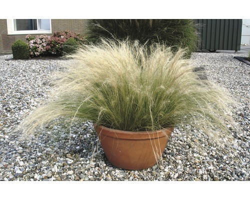 Kavyľ perovitý FloraSelf Stipa tenuissima 10-50 cm kvetináč 3 l