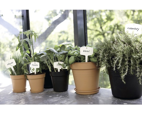Rôzne bylinky a zelenina v kvetináčoch s rastlinnými štítkami