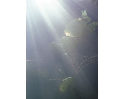 Leknové listy vo vode so slnečným svetlom