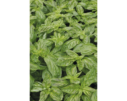 Bazalka FloraSelf Ocimum basilicum 'Gekom' kvetináč Ø 12 cm