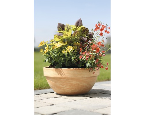 Kvetináč osadený žltými sedmokráskami, koleusmi a červenými kvetmi