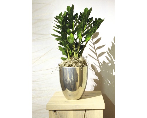Zamioculcas v striebornom kvetináči na stole