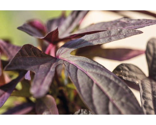 Detailný pohľad na listy batátových vín