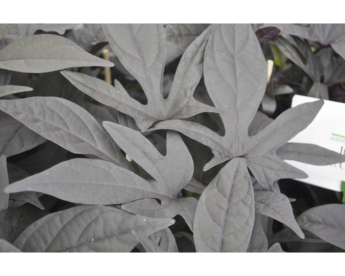 Sladká zemiaková rastlina s listami