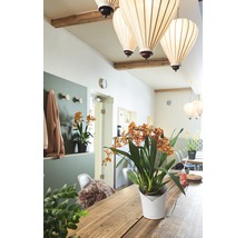 Svetlý interiér s jedálenským stolom, závesnými lampami a črepníkovými rastlinami