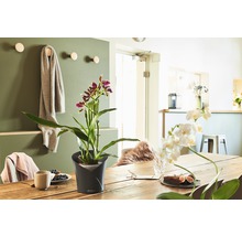 Dekorácia jedálenského stola s črepníkovou rastlinou a riadom v svetlej a priateľskej atmosfére.