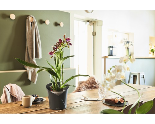 Dekorácia jedálenského stola s črepníkovou rastlinou a riadom v svetlej a priateľskej atmosfére.