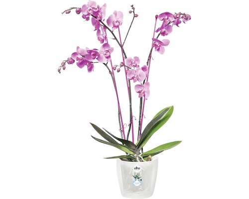 Orchidea v kvetináči na vnútorné použitie