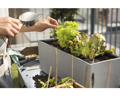 Osoba plní vyvýšený záhon sadenicami šalátu a teplomerom