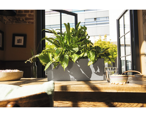 Kvetináč s rastlinami na drevenom stole pred oknom