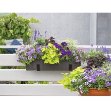 Kvetináč s rôznymi kvetmi na balkóne