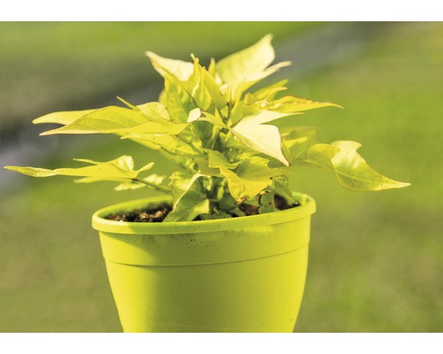 Mladá rastlina batáty v kvetináči