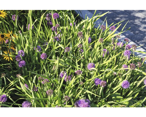 Kvetinový záhon s okrasným cesnakom a inými rastlinami