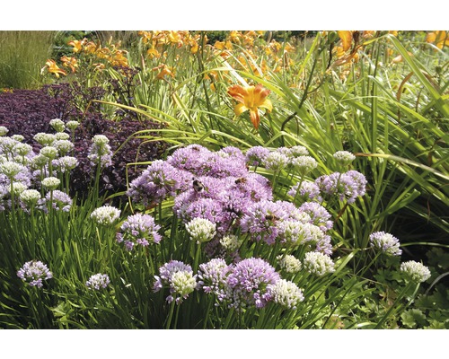 Okrasný cesnak FloraSelf Allium senescens 5-20 cm kvetináč 0,5 l