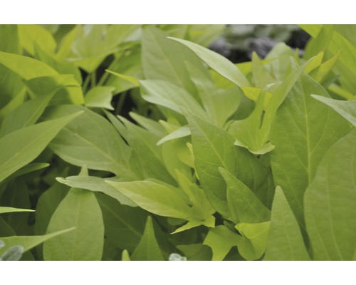 Detailný záber rastliny sladkých zemiakov so zelenými listami