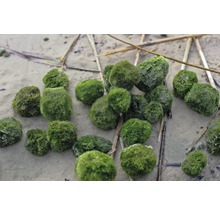 Machové gule na piesku