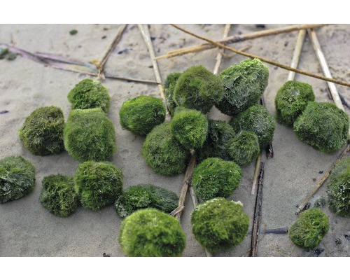 Machové gule na piesku