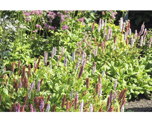 Rdesno Bistorta affinis 'Darjeeling Red' (pôv. Persicaria aff. 'Darjeeling Red') 5-20 cm kvetináč 0,5 l Rdesno Bistorta affinis 'Darjeeling Red' (pôv. Persicaria aff. 'Darjeeling Red') 5-20 cm kvetináč 0,5 l