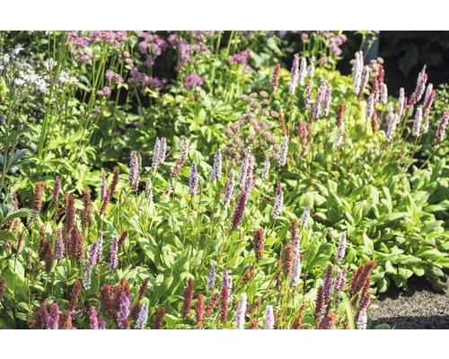 Rdesno Bistorta affinis 'Darjeeling Red' (pôv. Persicaria aff. 'Darjeeling Red') 5-20 cm kvetináč 0,5 l