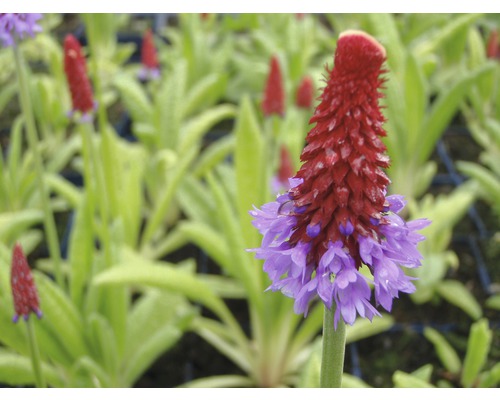 Detailný záber šarlátovej prvosienky v záhrade.