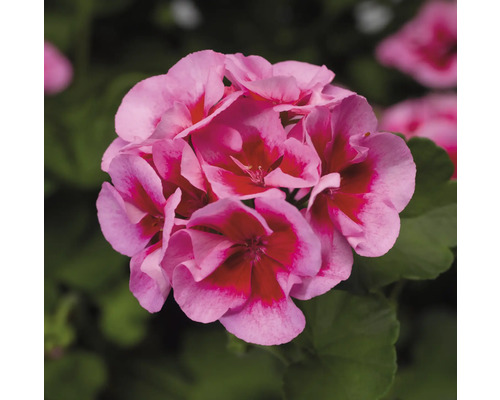 Muškát, pelargónia Calliope Pelargonium kvetináč 14 cm Detail kvetu muškátu