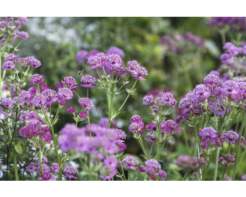 Jarmanka väčšia FloraSelf Astrantia major 'Primadonna' 5-30 cm kvetináč 0,5 l