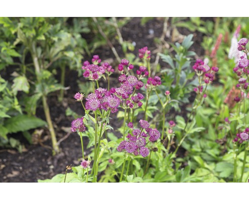 Kvitnúca hviezdica v záhrade