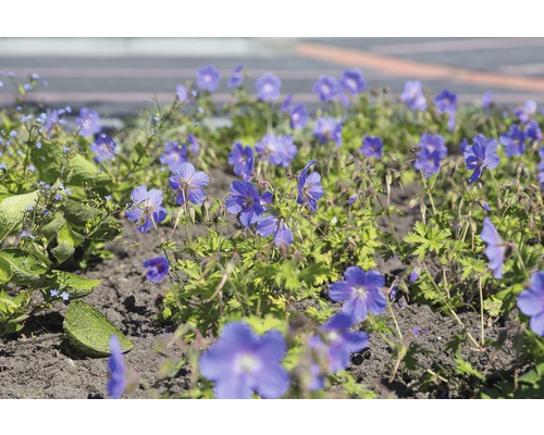 Pakost himalájsky FloraSelf Geranium himalayenses 'Baby Blue' 10-40 cm kvetináč 0,5 l Detailný záber modrých kvetov pakostu na záhradnom záhone.