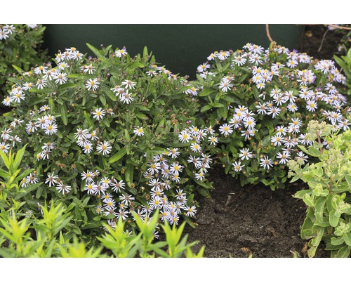 Astra japonská FloraSelf Kalimeris incisa 'Nana Blue' 5-30 cm kvetináč 0,5 l