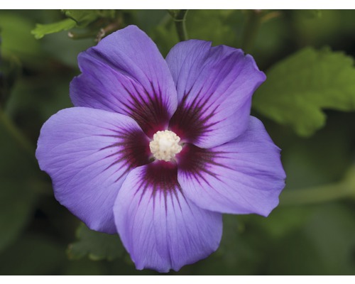 Ibištek sýrsky Hibiscus syriacus 'Marina' výška 40-60 cm kvetináč 3 l