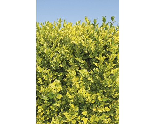 Vtáčí zob na špalieri FloraSelf Ligustrum ovalifolium 'Aureum' výška 110-120 cm šírka 80 cm kvetináč 30 l