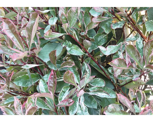 Červienka FloraSelf Photinia fraseri 'Pink Marble' 80-100 cm kvetináč 10 l