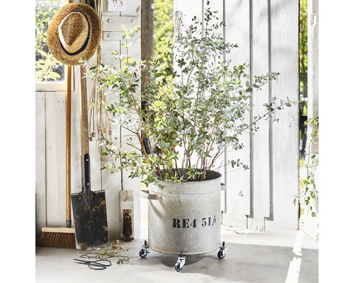 Eukalyptová rastlina v kvetináči na kolieskach so záhradným náradím pred drevenou stenou