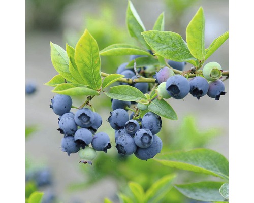 Kanadská čučoriedka FloraSelf Vaccinium corymbosum „Bluetta“ 40-60 cm kvetináč 4 l Detail zrelých čučoriedok na konári s listami