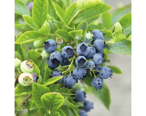 Čučoriedky na kríku so zelenými listami