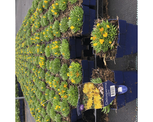 Mnoho rastlín Delosperma Congesta v kvetináčoch