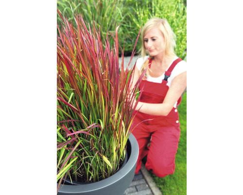 Trávnička prímorská v kvetináči so záhradníčkou v záhrade