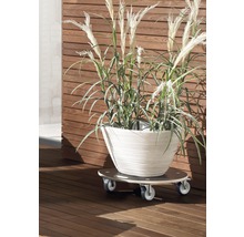 Rastlina v kvetináči na kolieskach na drevenej terase