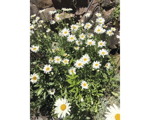 Margaréta veľkoúborová FloraSelf Leucanthemum vulgare 'Maikönigin' 5-80 cm kvetináč 0,5 l