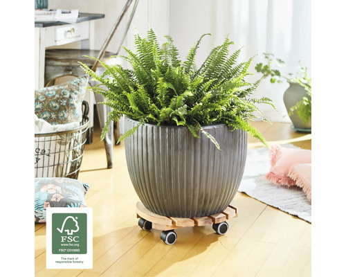 Izbová rastlina v kvetináči s kolieskami a pečaťou FSC pre zodpovedné lesné hospodárstvo