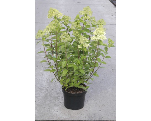 Hortenzia latnatá FloraSelf Hydrangea paniculata 'Limelight' výška 50-60 cm kvetináč 5 l