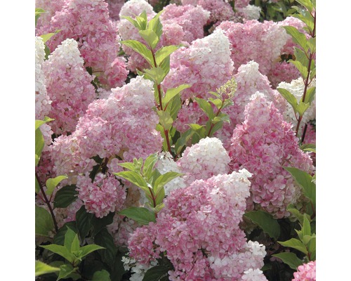 Hortenzia metlinatá FloraSelf Hydrangea paniculata 'Vanille Fraise' výška 50-60 cm kvetináč 5 l Detailný pohľad na ružové kvety hortenzie v záhrade.