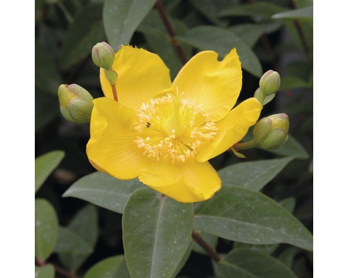 Ľubovník rozkladitý FloraSelf Hypericum patulum 'Hidcote' výška 30-40 cm kvetináč 4 l