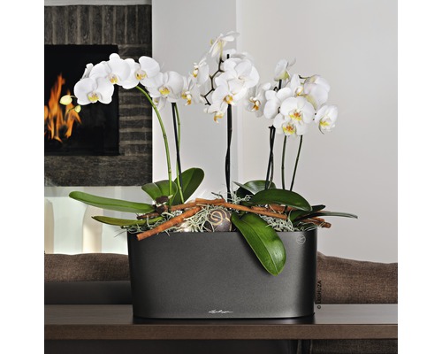 Orchidey v šedej nádobe na stole
